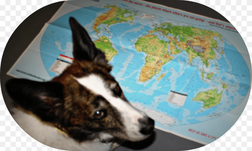 Wilson Wondered Where In The Wide World Washington Dog, Animal, Pet, Mammal, Canine Png