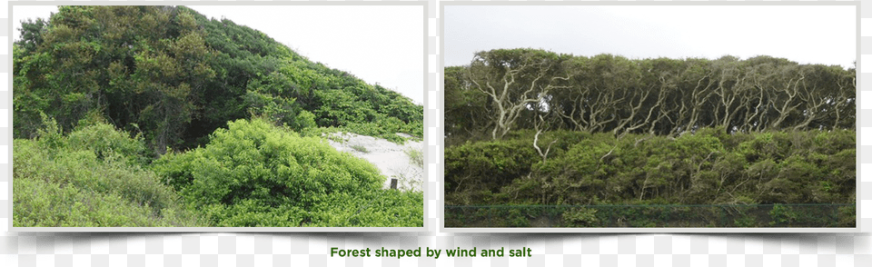 Wind Also Shapes The Maritime Forest Trees Mexican Pinyon, Art, Vegetation, Tree, Slope Free Transparent Png