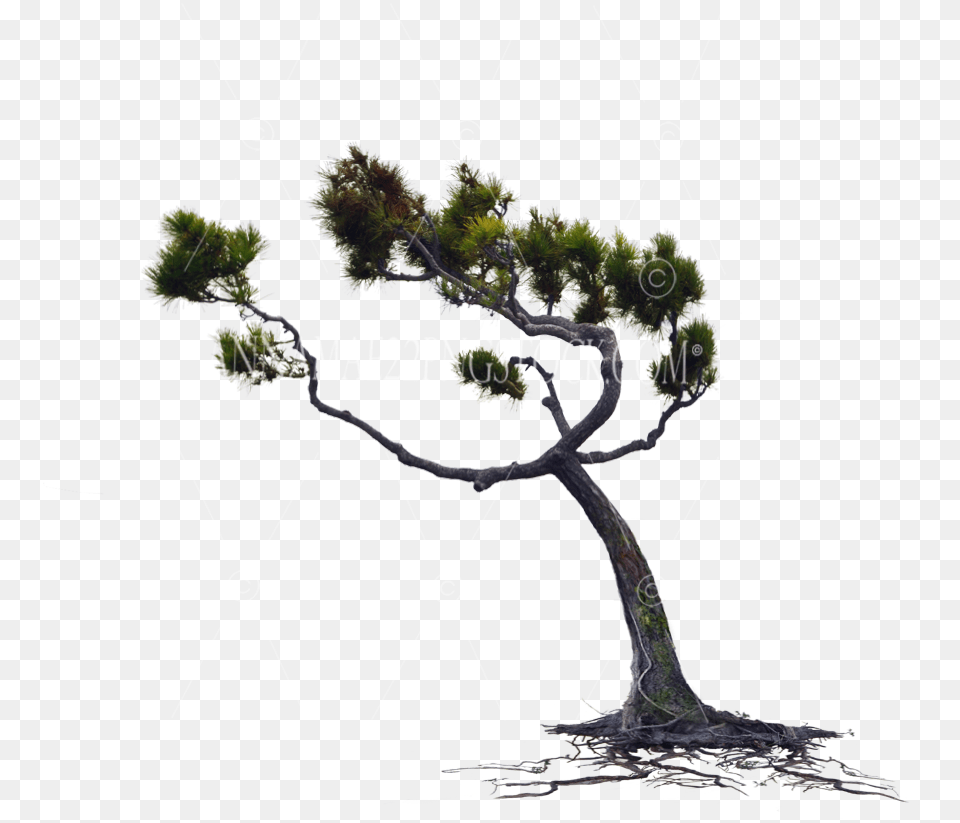 Wind Blown Pine Tree With Roots Wind Tree, Plant, Potted Plant, Conifer, Vegetation Free Png Download
