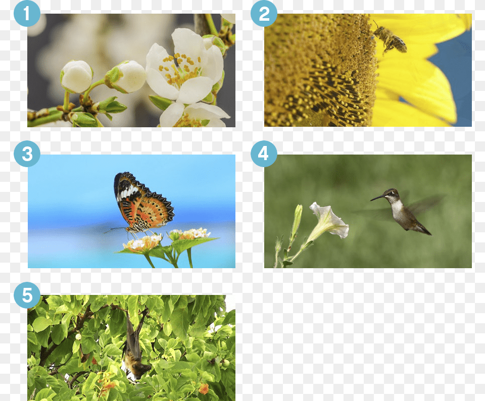 Wind Help Flower Pollination Kindergarten Worksheet, Pollen, Art, Plant, Collage Png