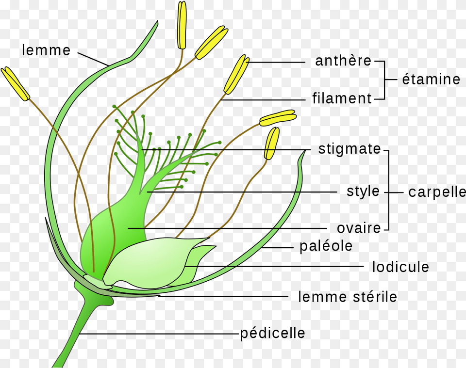 Wind Pollinated Flowers Diagram, Anther, Flower, Green, Plant Png Image