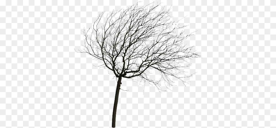 Wind Projection Basis For Real Time Animation Of Trees Tree In Wind, Ice, Nature, Outdoors, Plant Png