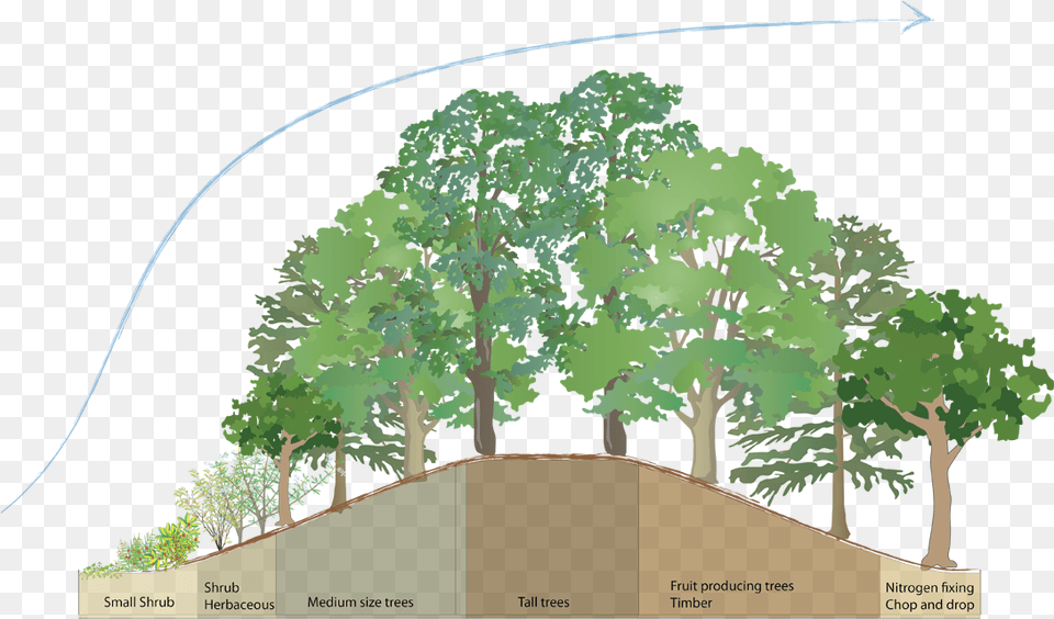 Windbreak Trees, Oak, Plant, Sycamore, Tree Free Png