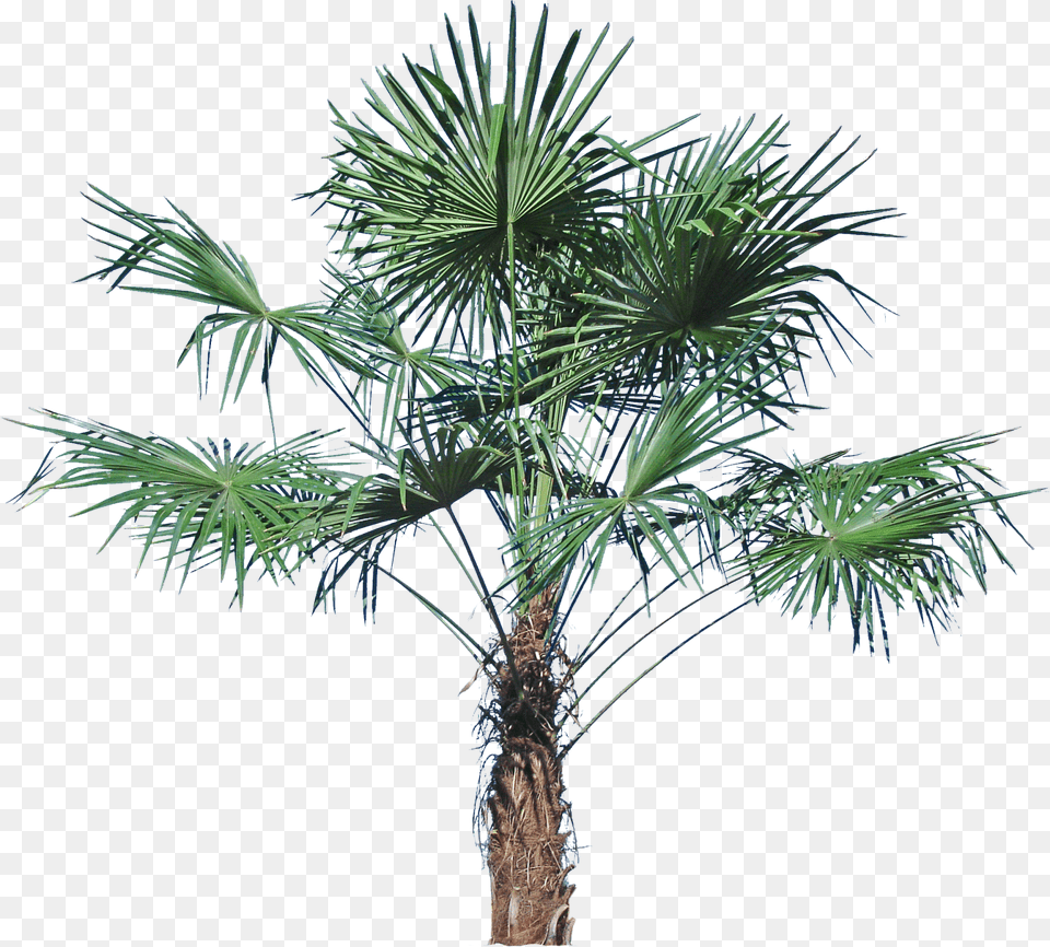 Windmill Palm Sabal Palmetto, Palm Tree, Plant, Tree Png