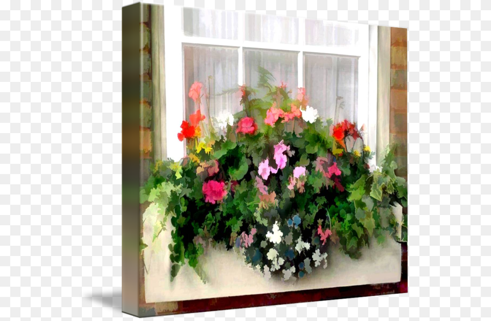 Window Box Petunia, Flower, Geranium, Plant, Potted Plant Free Png Download
