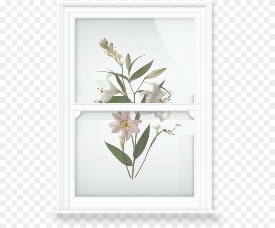 Window Film, Flower, Plant, Flower Arrangement Free Png Download