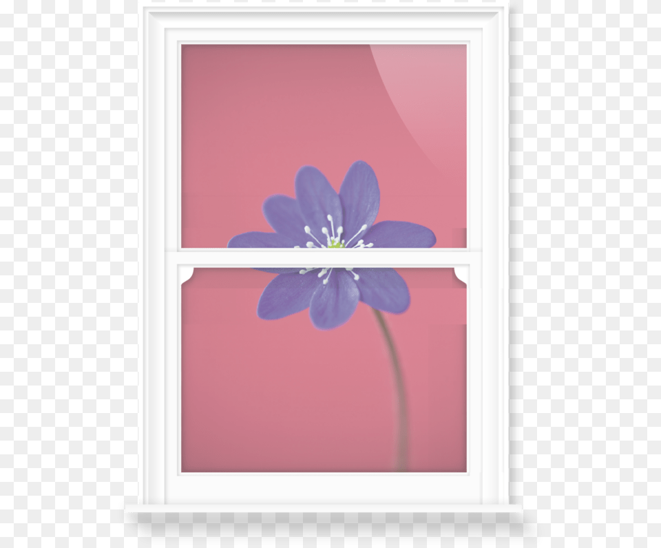 Window Frost, Anemone, Flower, Geranium, Plant Free Png