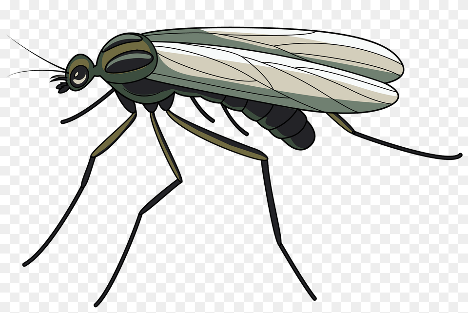 Window Gnat Clipart, Animal, Food, Invertebrate, Lobster Png Image