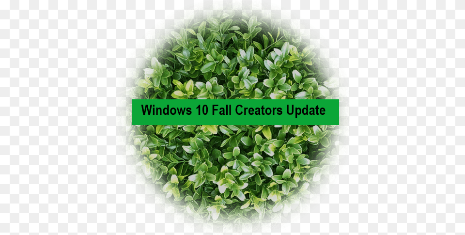 Windows 10 Now Floods Your Desktop With Emojis Benedicta Gafah Leak, Plant, Herbal, Herbs, Leaf Png Image