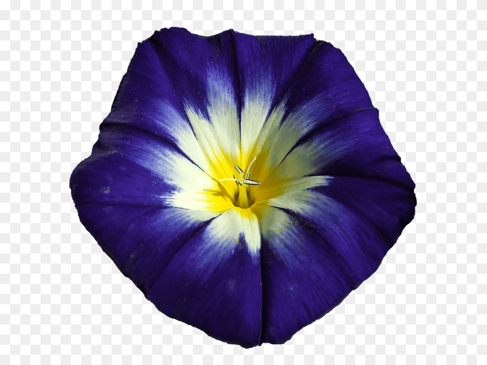 Winds Flower, Petal, Plant, Geranium Png