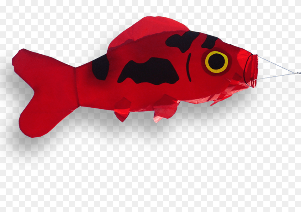 Windsock Koi Fish Didakites, Animal, Sea Life Png