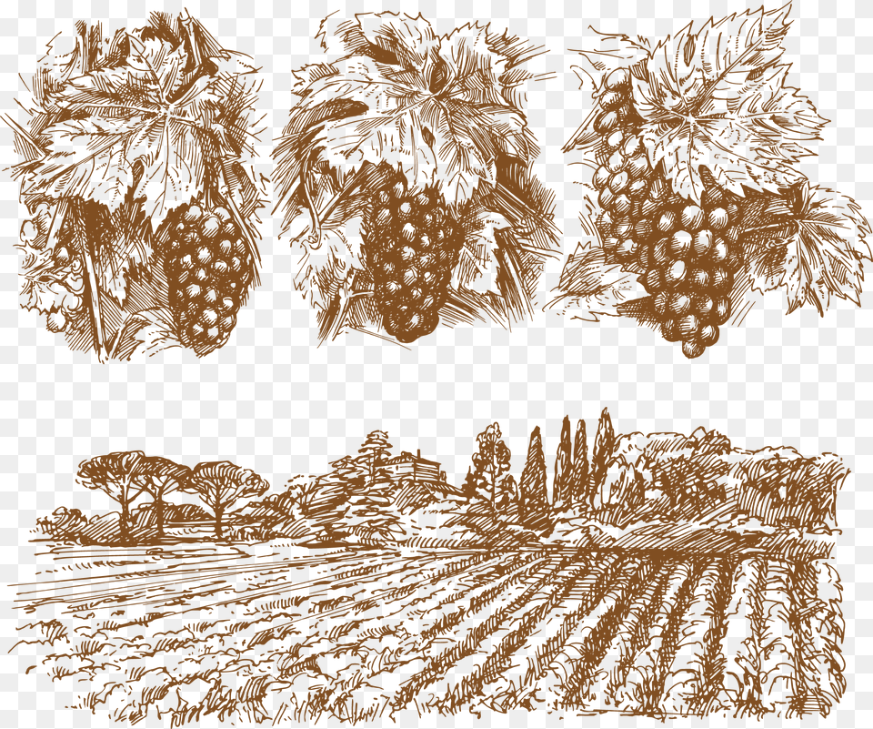 Wine Common Grape Vine Drawing Grape Vines Illustration, Berry, Food, Fruit, Plant Free Png