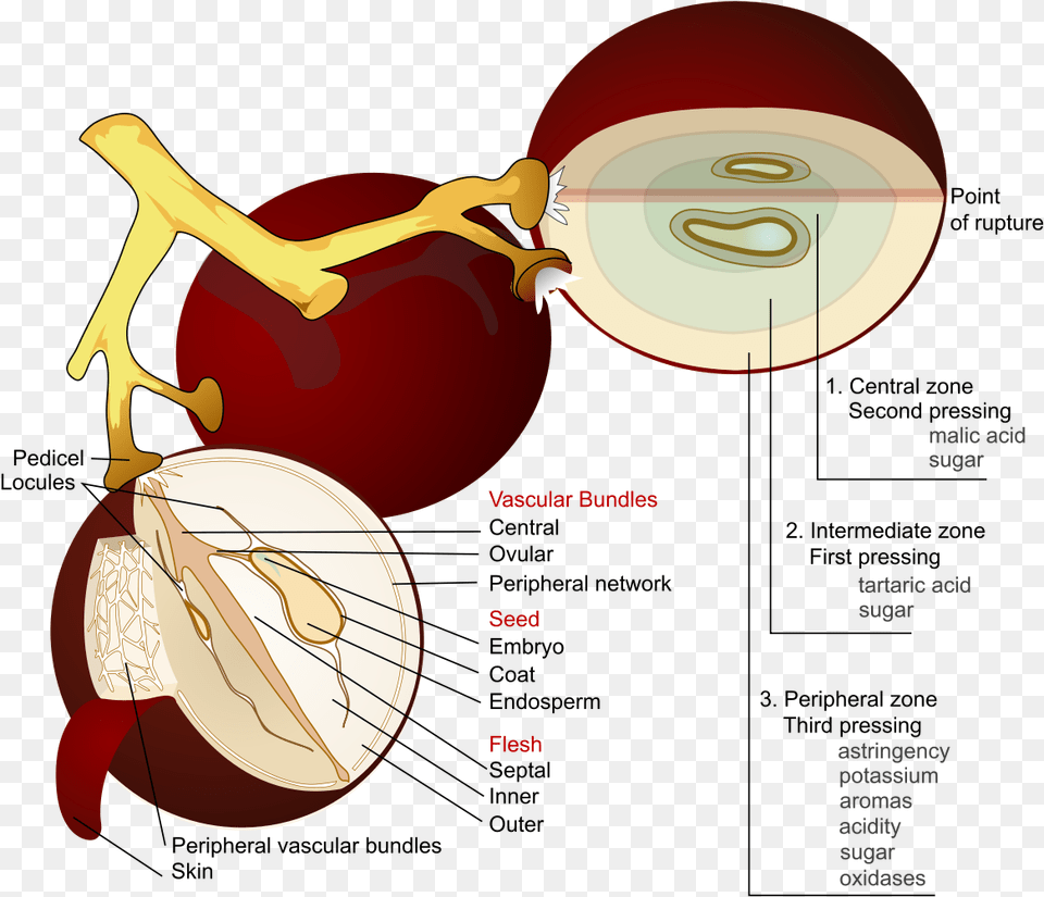 Wine Grape Diagram En Anatomy Of A Grape Free Transparent Png