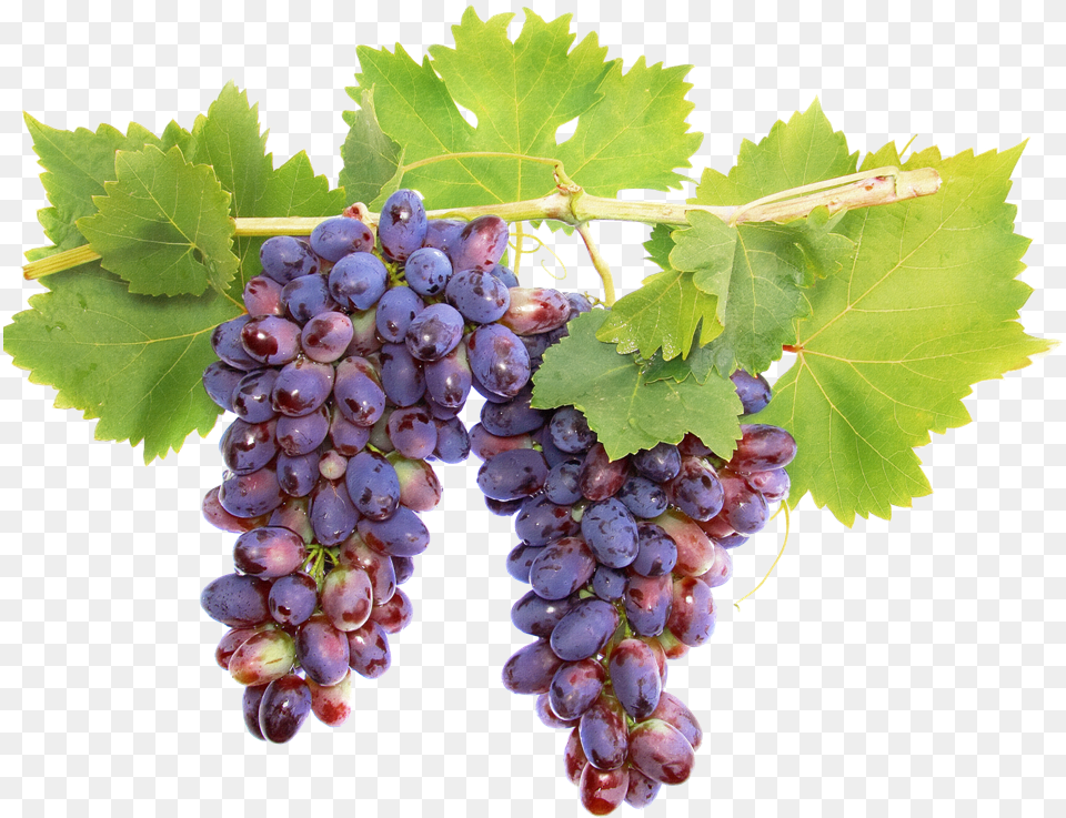 Wine Grape Vine, Food, Fruit, Grapes, Plant Free Png Download