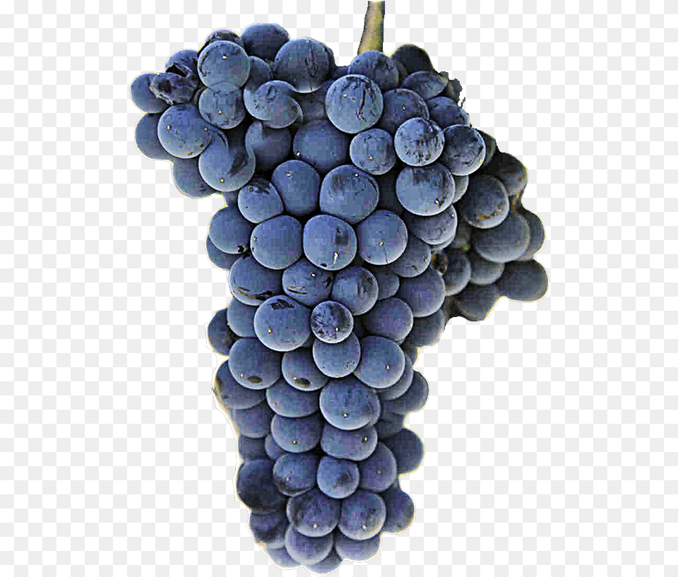 Wine Grapes, Food, Fruit, Plant, Produce Free Png