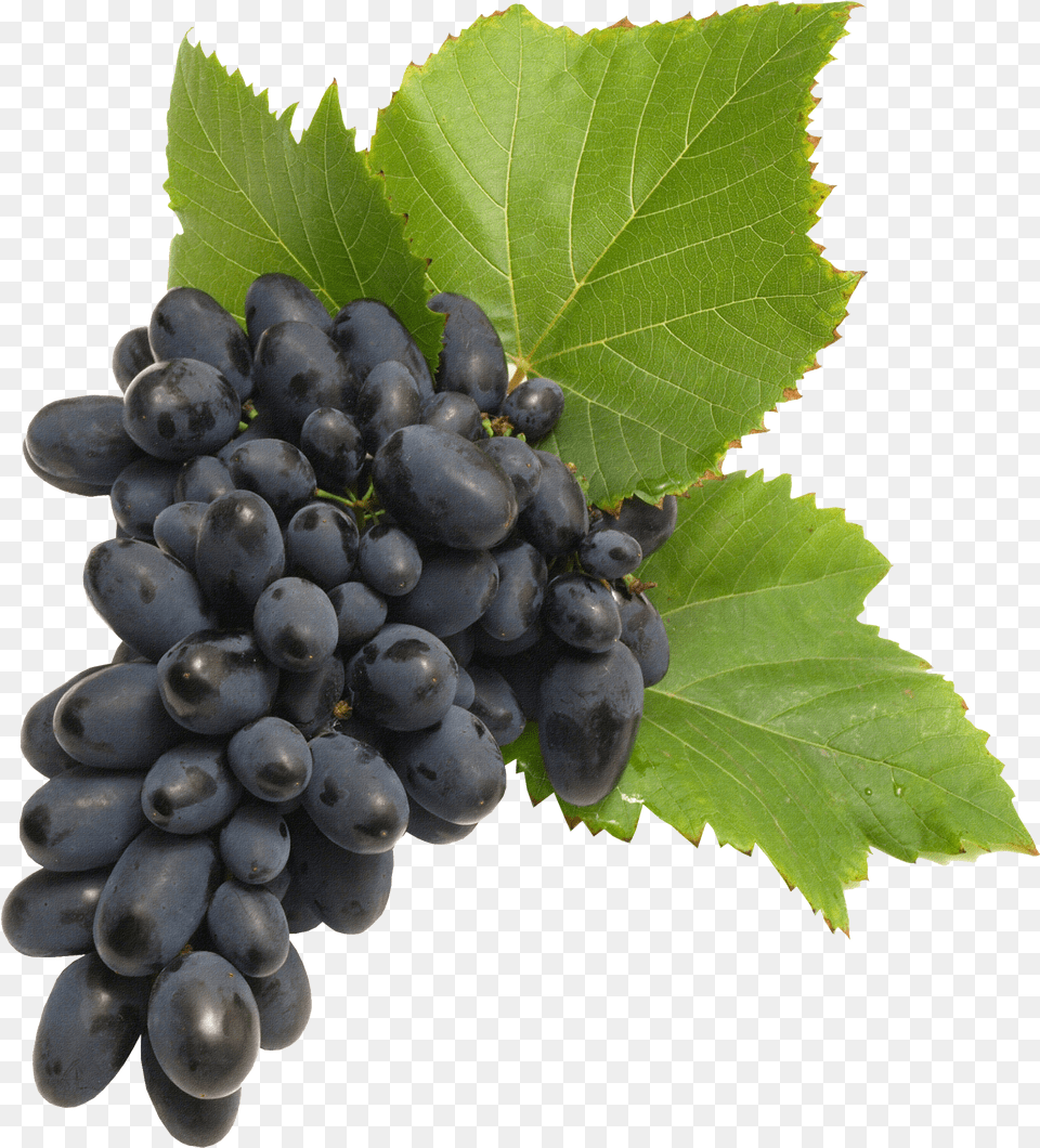 Wine Grapes Transparent Png