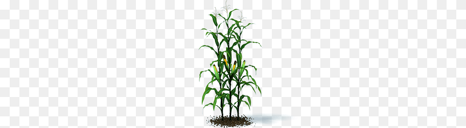 Winfield, Plant, Soil, Corn, Food Free Png