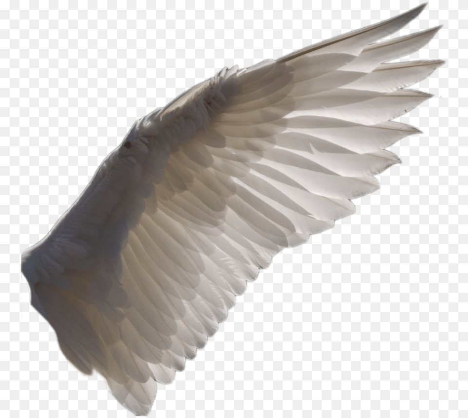 Wing 1 By Evelivesey Bird Wings Transparent Background, Animal, Pigeon Free Png Download
