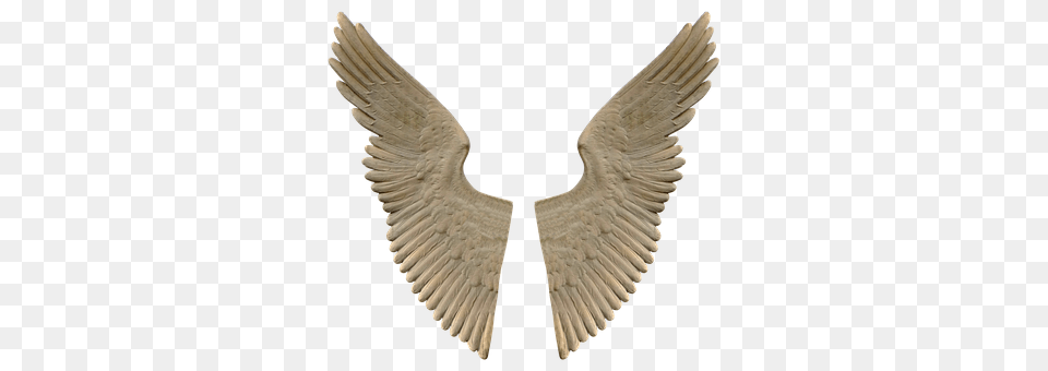 Wing Animal, Bird Free Png