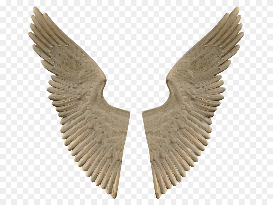 Wing Animal, Bird Free Png