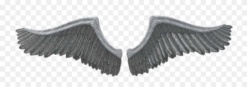 Wing Animal, Bird, Vulture, Waterfowl Png Image