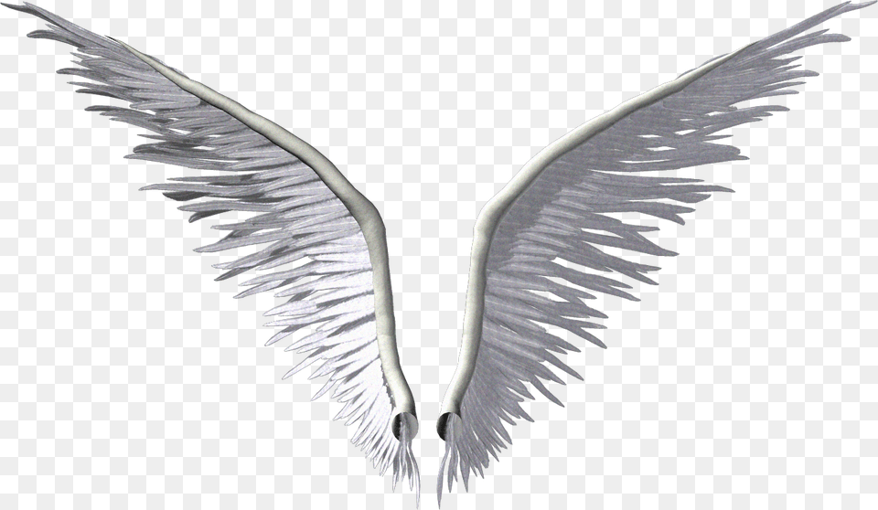 Wing Angel Clip Art Transparent White Angel Wings Logo, Animal, Bird, Flying, Waterfowl Free Png