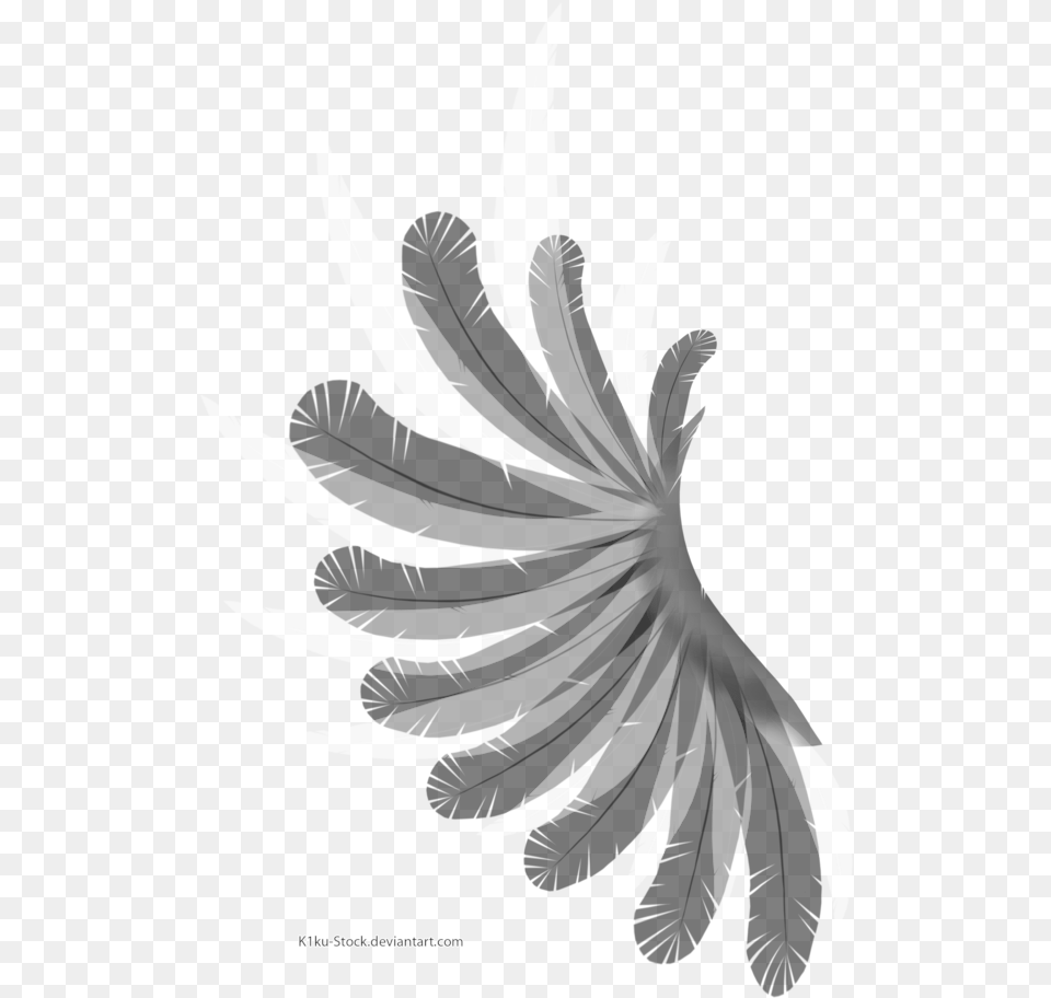 Wing Black And White Feather Bird Wing With Background, Art, Floral Design, Graphics, Pattern Free Png