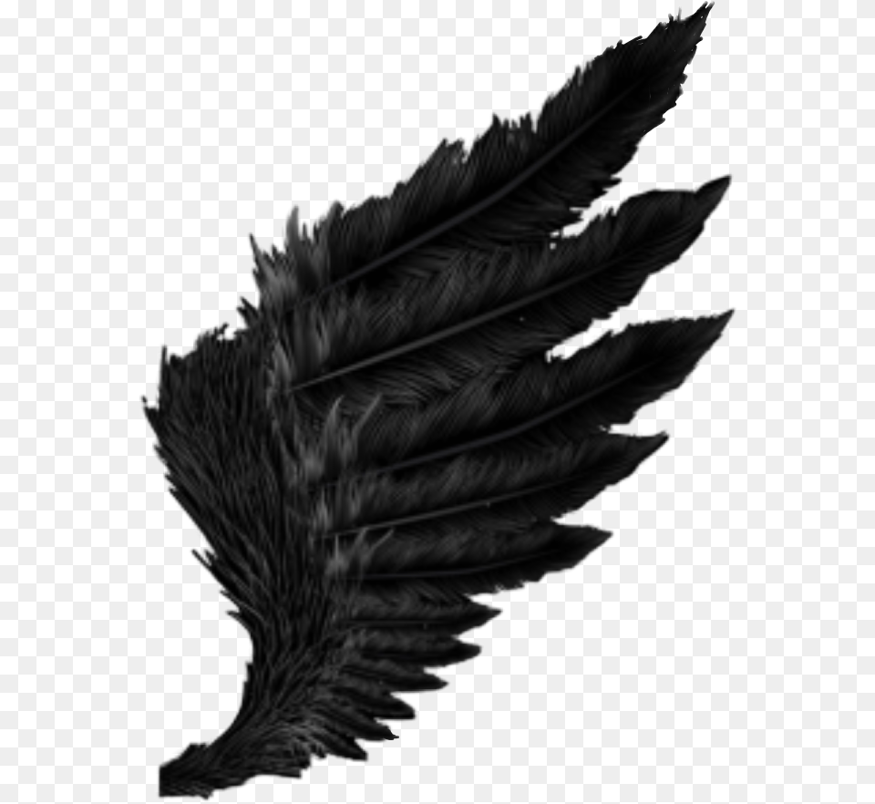 Wing Black Feather Fallen Angel Dark Outfit Cool Amazing Wallpaper, Plant, Animal, Bird, Blackbird Free Png Download