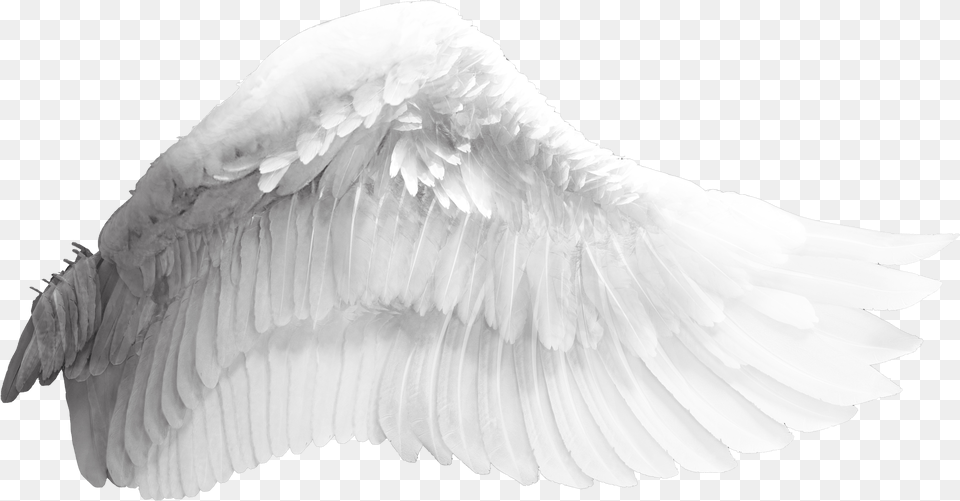 Wing Download Bird Transparent Background Angel Wings, Animal, Swan Png