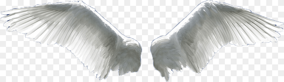 Wing Flight Aile Angel Wings Transparent, Animal, Bird, Flying, Waterfowl Png