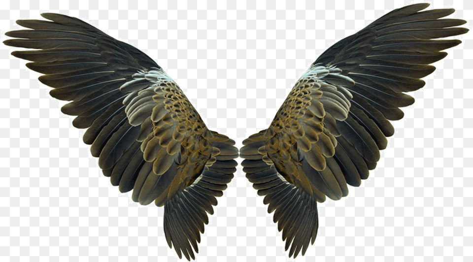 Wing Flight Eagles Wings Download Bird Wings Background, Animal, Vulture, Eagle Free Transparent Png