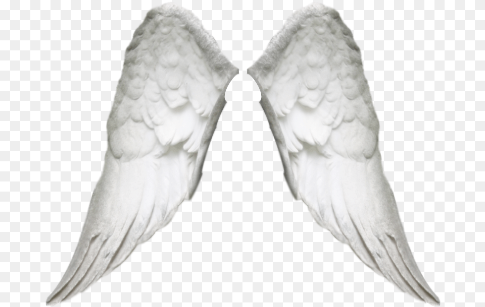 Wing Realistic, Animal, Bird, Beak, Adult Free Png