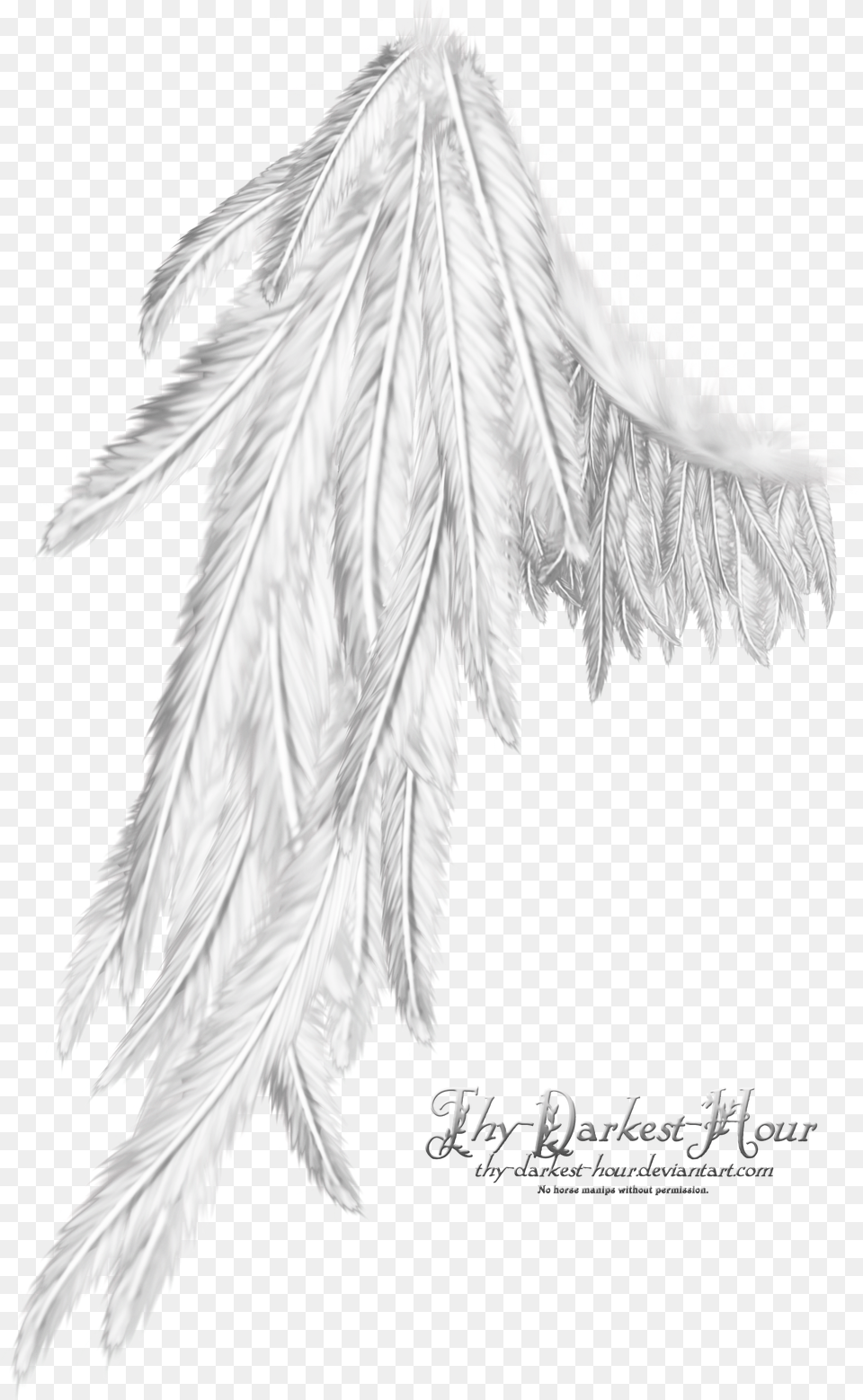 Wing White Download Wing White, Leaf, Plant, Animal, Bird Png