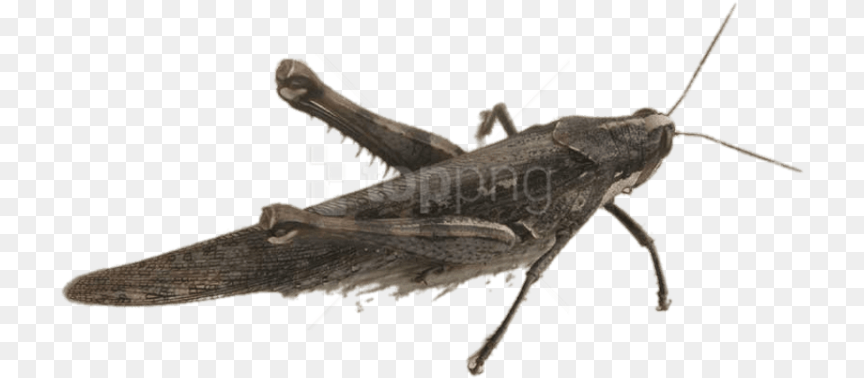 Winged Insectarthropodcricket Locust, Animal, Grasshopper, Insect, Invertebrate Free Png Download