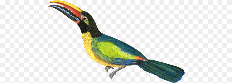 Winged Jewels 2 Watercolor Toucan Rainforest Birds T Shirt Toucans, Animal, Beak, Bird Free Transparent Png