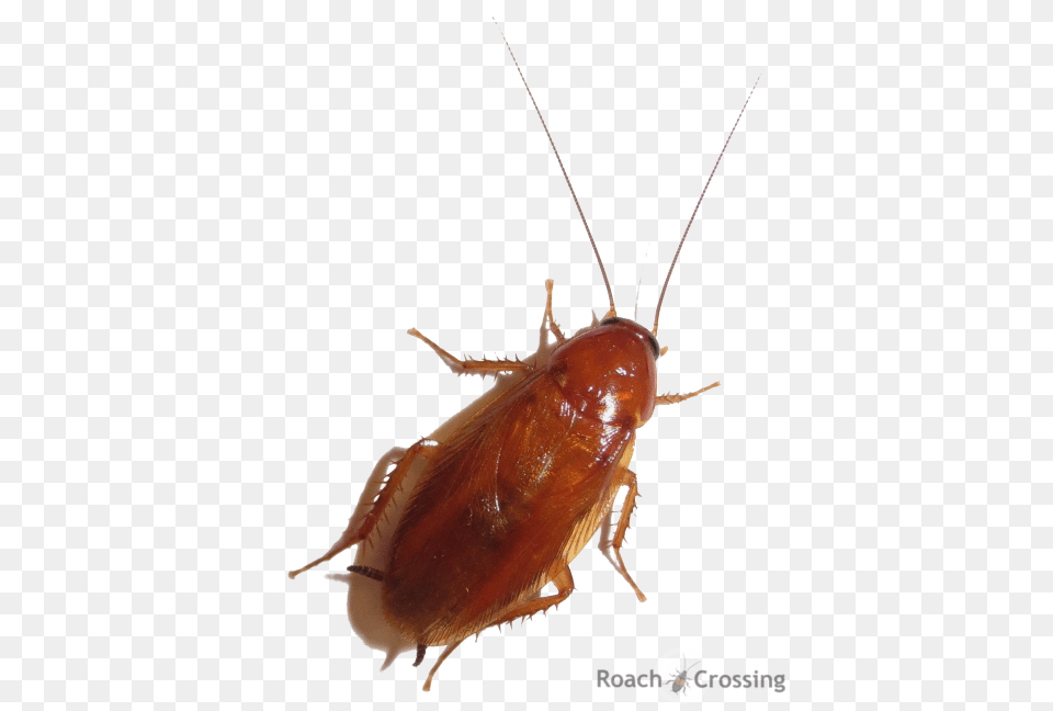 Winged Smooth Roach, Animal, Insect, Invertebrate, Cockroach Png