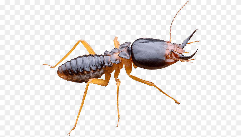 Wingless Termites Vs Ants, Animal, Insect, Invertebrate, Termite Png Image