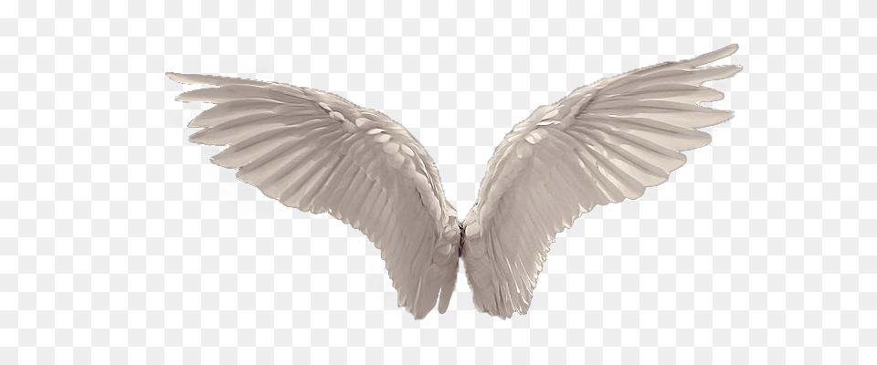 Wings, Animal, Bird, Flying Png Image