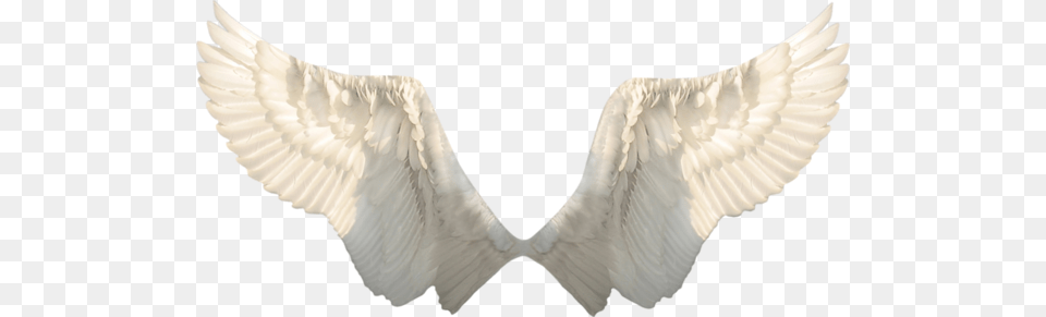 Wings, Animal, Bird, Vulture Free Transparent Png