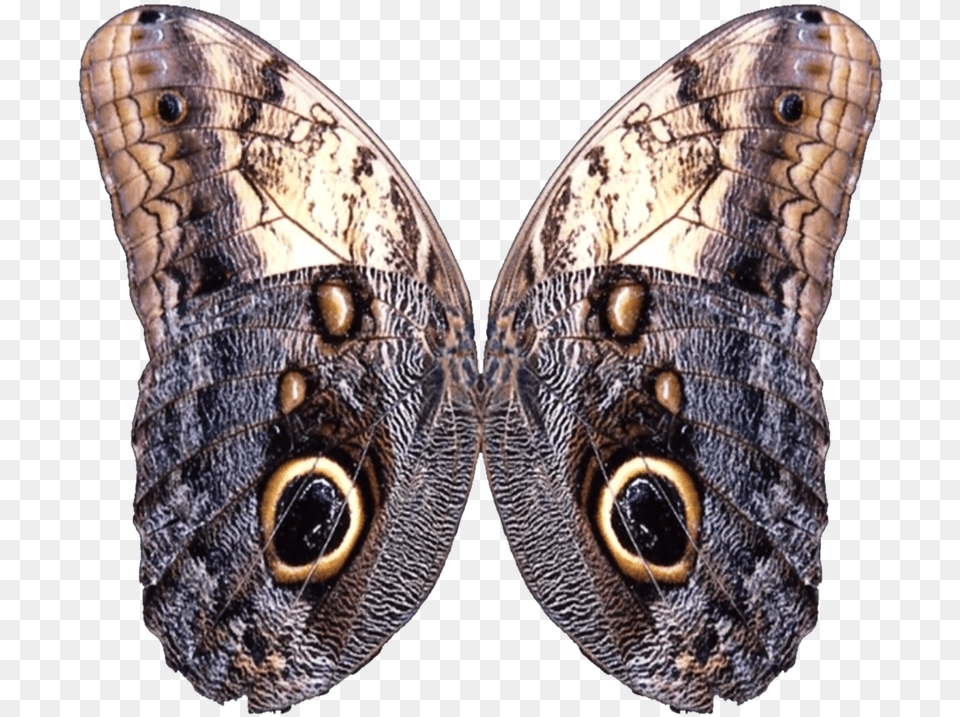 Wings, Animal, Insect, Invertebrate, Butterfly Free Png