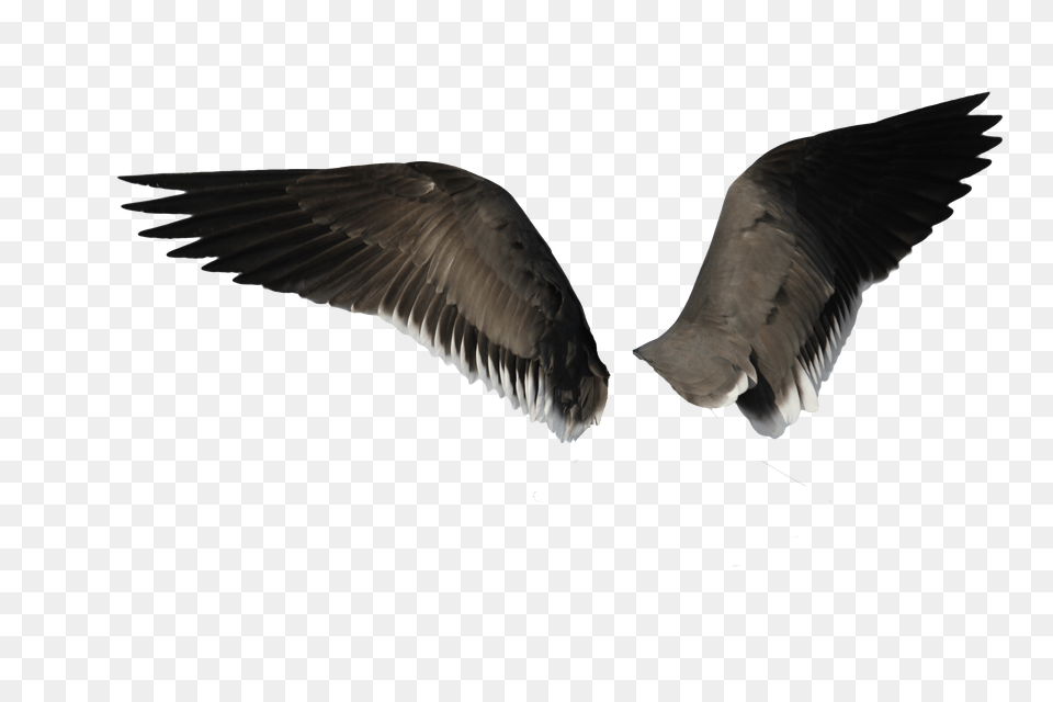 Wings, Animal, Bird, Flying, Vulture Png