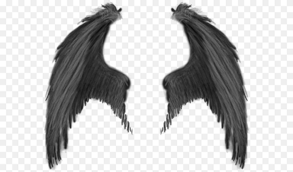 Wings, Angel, Animal, Bird Png