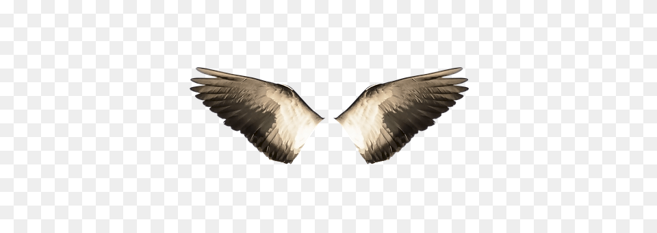 Wings Animal, Bird, Flying, Kite Bird Png Image