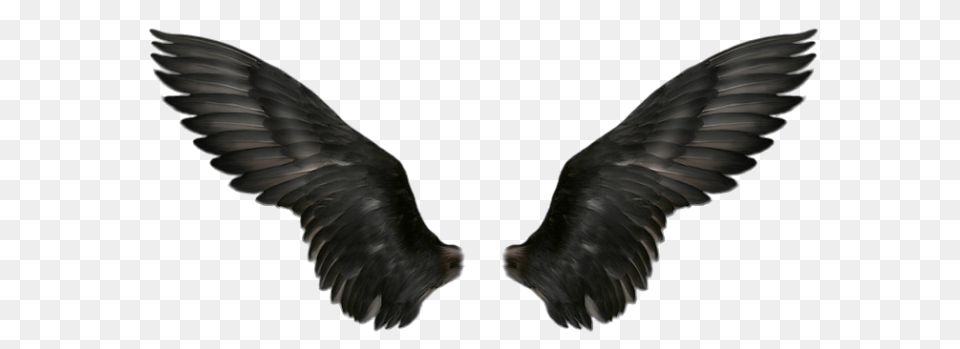 Wings, Animal, Bird, Vulture, Flying Free Png
