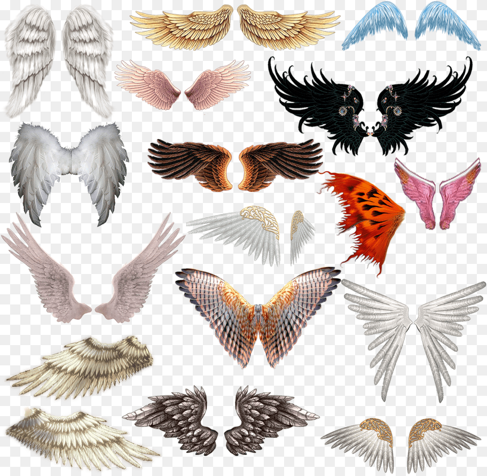 Wings, Fungus, Plant, Animal, Bird Free Png Download