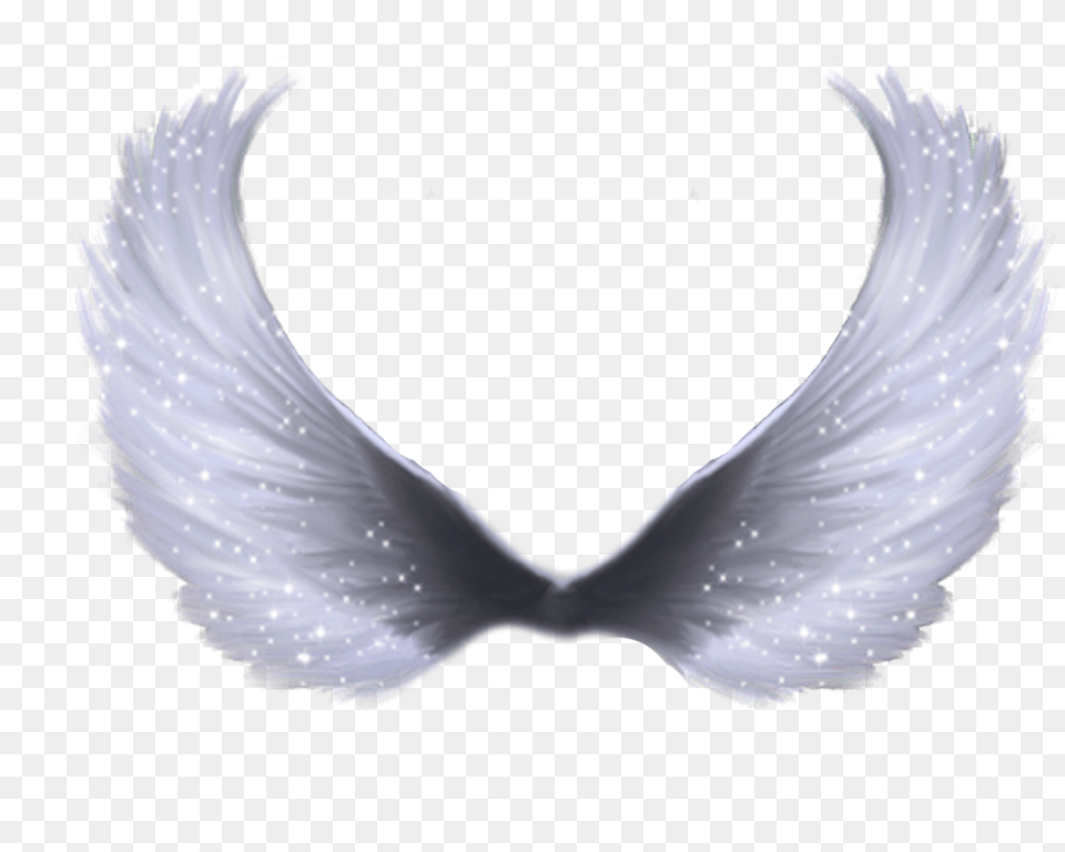 Wings, Animal, Bird, Pigeon Free Transparent Png