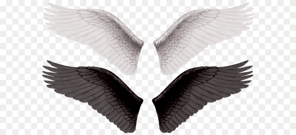 Wings, Animal, Bird Free Transparent Png