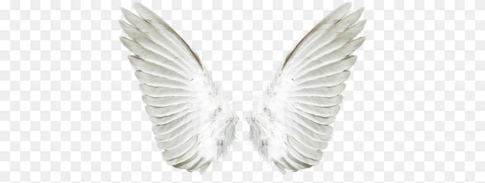 Wings, Animal, Bird Free Png