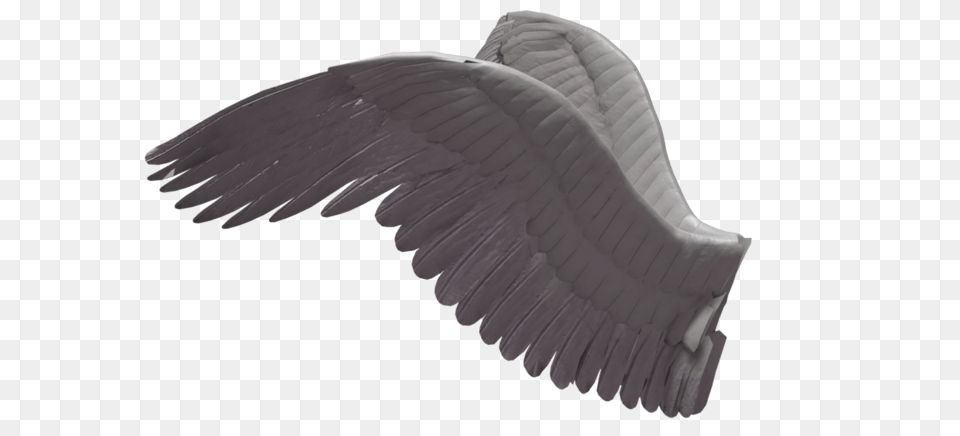 Wings, Animal, Bird, Flying, Vulture Png Image