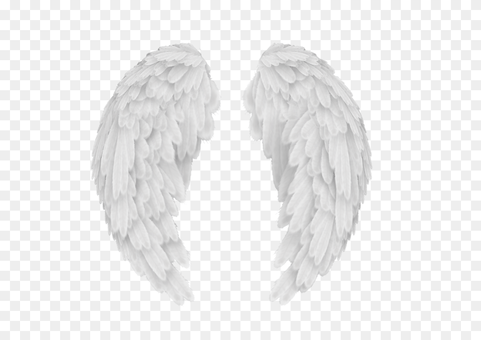 Wings, Angel, Animal, Bird Png Image